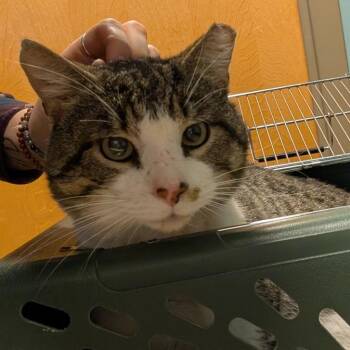 Domestic Short Hair Cats Available for Adoption - Flint | PetCurious