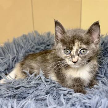 Takumi -  Domestic Short Hair Cat for Adoption in East Hampton, New York - Takumi | PetCurious