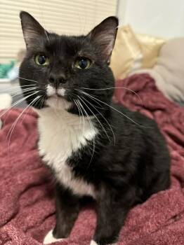 Charming -  Domestic Short Hair Cat for Adoption in Champaign, Illinois - Charming | PetCurious