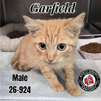 Garfield -  Domestic Short Hair Cat for Adoption in Georgetown, Kentucky - Garfield | PetCurious