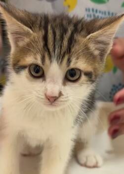 Rescue Domestic Short Hair Cats for Adoption in Elizabethton, Tennessee - TAFFY | PetCurious