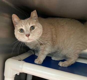 Pumpkin - At shelter -  Domestic Short Hair Cat for Adoption in Rustburg, Virginia - Pumpkin - At Shelter | PetCurious