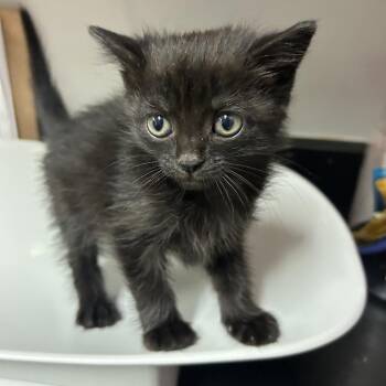 Domestic Short Hair Cats Available for Adoption in Chattanooga, Tennessee - Nosey | PetCurious