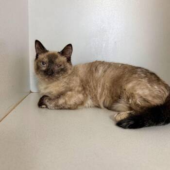 Juice -  Siamese and Domestic Short Hair Cat for Adoption in Columbia, South Carolina - Juice | PetCurious