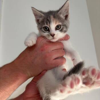 Hart -  Domestic Short Hair Cat for Adoption in Morristown, New Jersey - Hart | PetCurious