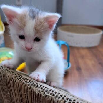 Domestic Short Hair Cats Available for Adoption - Mara C10770 | PetCurious