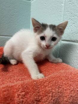 Titania -  Domestic Short Hair Cat for Adoption in Spruce Pine, North Carolina - Titania | PetCurious