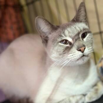 Siamese and Domestic Short Hair Cats Available for Adoption - Chick Flick | PetCurious