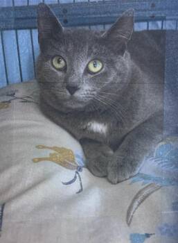 Blue Freeport -  Domestic Short Hair Cat for Adoption in Westbury, New York - Blue Freeport | PetCurious
