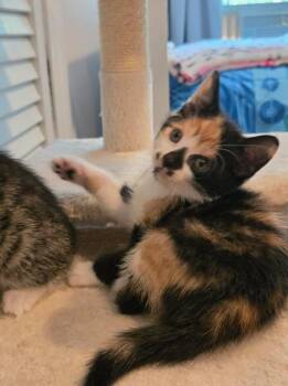 Cindy -  Domestic Short Hair Cat for Adoption in Oradell, New Jersey - Cindy | PetCurious