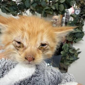 Chicken Carter -  Domestic Medium Hair Cat for Adoption in Eagle Mountain, Utah - Chicken Carter | PetCurious