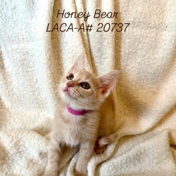 Rescue Domestic Short Hair Cats for Adoption in Hawthorne, California - Honey Bear | PetCurious