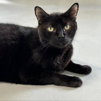 Rescue Domestic Short Hair Cats for Adoption in Sheridan, Wyoming - Bounce | PetCurious