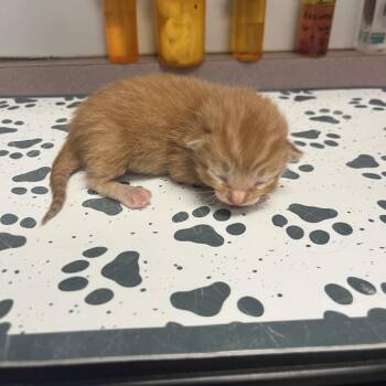 Domestic Short Hair Cats Available for Adoption in Durango, Colorado - Lou | PetCurious