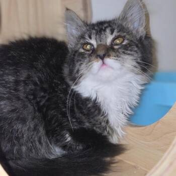 Ursula -  Domestic Long Hair Cat for Adoption in Granville, Ohio - Ursula | PetCurious