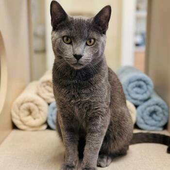 Domestic Short Hair Cats Available for Adoption in South Elgin, Illinois - Jester | PetCurious