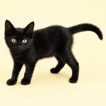 Tommy -  Domestic Short Hair Cat for Adoption in Rocky Mount, Virginia - Tommy | PetCurious