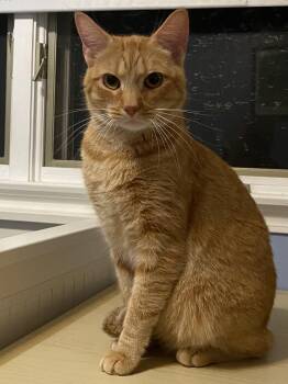 Rescue Domestic Short Hair Cats for Adoption in Andover, Connecticut - Timber & Rigby | PetCurious