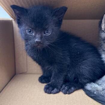 Beans -  Domestic Short Hair Cat for Adoption in Tuscaloosa, Alabama - Beans | PetCurious