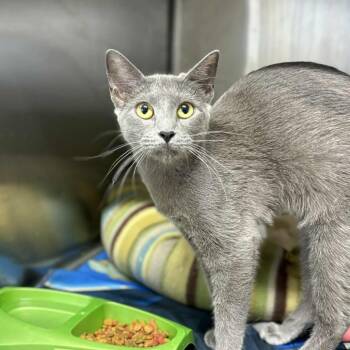 Rescue Domestic Short Hair Cats for Adoption in Stephenville, Texas - Kristen | PetCurious