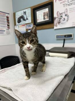 Domestic Short Hair Cats Available for Adoption in Burnaby, British Columbia - Liam | PetCurious