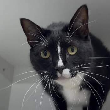 Comely -  Domestic Short Hair and Mixed Breed Cat Available for Adoption in Clearwater, Florida - Comely | PetCurious