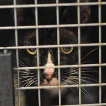 Rescue Domestic Short Hair Cats for Adoption in Port Charlotte, Florida - Chloe | PetCurious