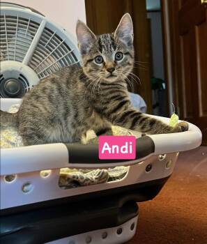 Andi -  Tabby and Domestic Short Hair Cat for Adoption in Yardley, Pennsylvania - Andi | PetCurious