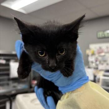 Harp -  Domestic Short Hair Cat for Adoption in Salt Lake City, Utah - Harp | PetCurious