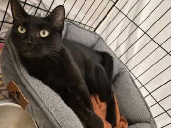 Zami -  Domestic Short Hair Cat for Adoption in Vero Beach, Florida - Zami | PetCurious