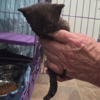 Flowerwood -  Domestic Short Hair Cat for Adoption in Priest River, Idaho - Flowerwood | PetCurious
