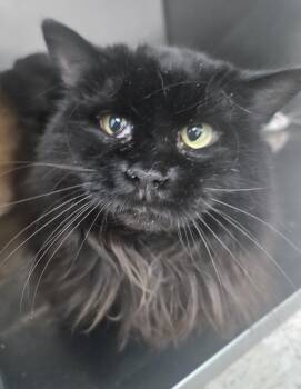 Ethel -  Domestic Long Hair Cat for Adoption in Fall River, Massachusetts - Ethel | PetCurious