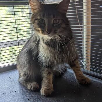 Rescue Domestic Medium Hair Cats for Adoption in Portage, Michigan - Auburn | PetCurious