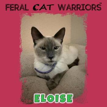 Eloise -  Domestic Short Hair Cat for Adoption in Kingman, Arizona - Eloise | PetCurious