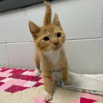 Domestic Short Hair Cats Available for Adoption in Dayton, Ohio - Apollo | PetCurious