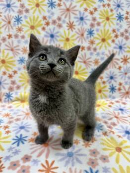 Marie -  Domestic Short Hair Cat for Adoption in Columbus, Ohio - Marie | PetCurious