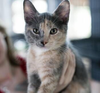Catalina -  Calico Cat for Adoption in Pittsboro, North Carolina - Catalina | PetCurious