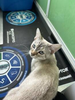 American Shorthair Cats Available for Adoption in Barboursville, West Virginia - Polar | PetCurious