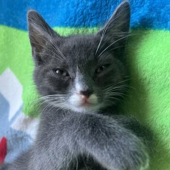 Gemma -  Domestic Short Hair Cat for Adoption in Los Angeles, California - Gemma | PetCurious