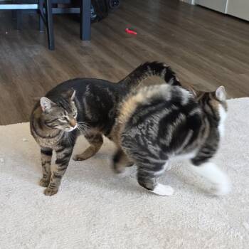 Handsome -  Domestic Short Hair Cat for Adoption in Abbotsford, British Columbia - Handsome | PetCurious