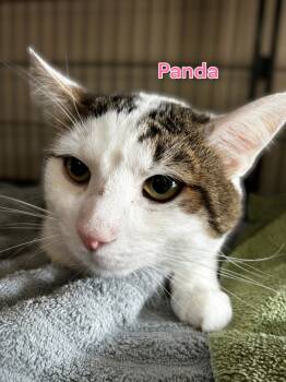 Rescue Domestic Short Hair Cats for Adoption in Jim Thorpe, Pennsylvania - Panda | PetCurious