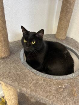 Rescue Domestic Short Hair Cats for Adoption in Grand Junction, Colorado - Belinda | PetCurious