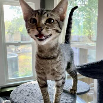 Chicken Nugget -  Domestic Short Hair Cat for Adoption in Fort Worth, Texas - Chicken Nugget | PetCurious