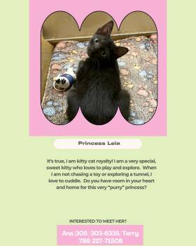 Princess Leia -  Domestic Short Hair Cat for Adoption in Coral Gables, Florida - Princess Leia | PetCurious
