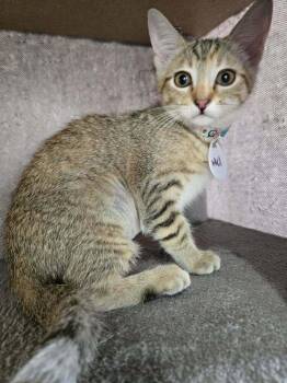 Mel -  Domestic Short Hair Cat for Adoption in Tucson, Arizona - Mel | PetCurious