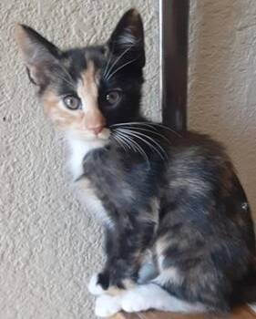 Domestic Short Hair Cats Available for Adoption in North Highlands, California - Makita | PetCurious