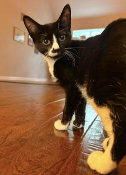 Rescue Tuxedo Cats for Adoption in Capshaw, Alabama - FARFALLE | PetCurious