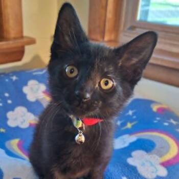 Woolly Bear -  Domestic Short Hair Cat for Adoption in Watertown, Wisconsin - Woolly Bear | PetCurious