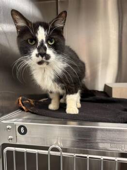 DORA -  Domestic Short Hair Cat for Adoption in Indianapolis, Indiana - DORA | PetCurious