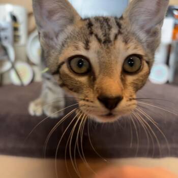 Latte 26-07-180 -  Domestic Short Hair Cat for Adoption in Bastrop, Texas - Latte 26-07-180 | PetCurious